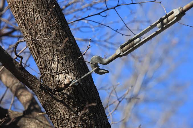 Arborist installing support cabling in a mature tree in Grand Rapids MI by Diversified Tree Service